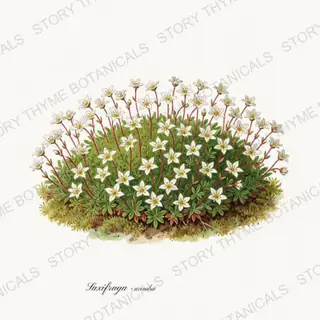 Saxifrage — vintage botanical Alpine & Rock Garden print on a white background