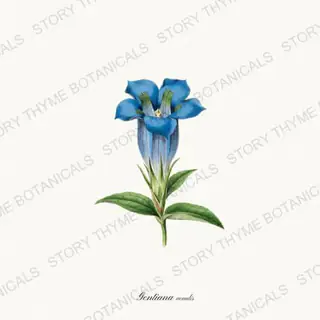 Gentian — vintage botanical Alpine & Rock Garden print on a white background