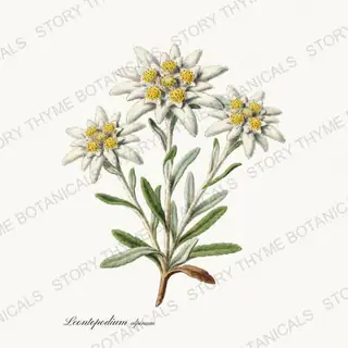 Edelweiss — vintage botanical Alpine & Rock Garden print on a white background