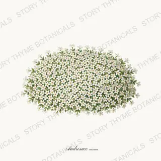 Rock Jasmine — vintage botanical Alpine & Rock Garden print on a white background