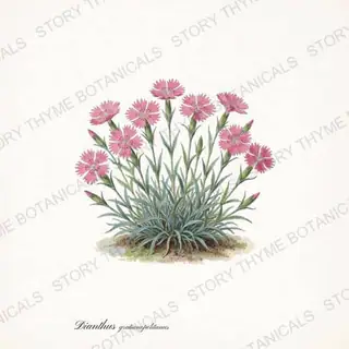 Cheddar Pink — vintage botanical Alpine & Rock Garden print on a white background