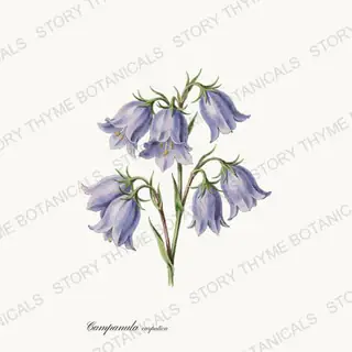 Bellflower — vintage botanical Alpine & Rock Garden print on a white background
