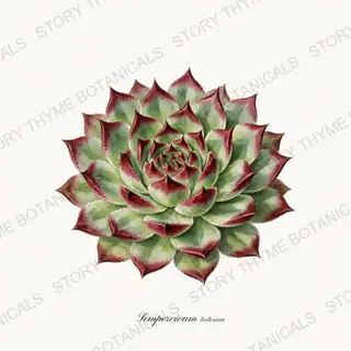Houseleek — vintage botanical Alpine & Rock Garden print on a white background