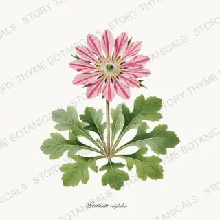 Bitterroot — vintage botanical Alpine & Rock Garden print on a white background