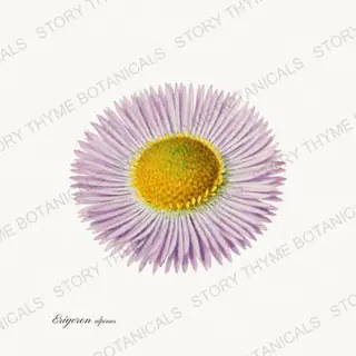 Fleabane — vintage botanical Alpine & Rock Garden print on a white background