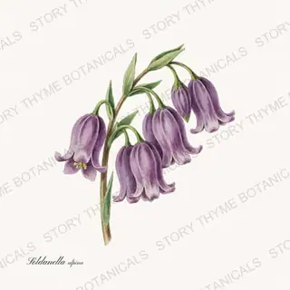 Snowbell — vintage botanical Alpine & Rock Garden print on a white background