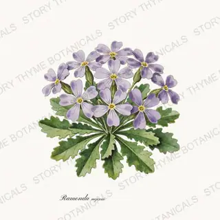 Ramonda — vintage botanical Alpine & Rock Garden print on a white background