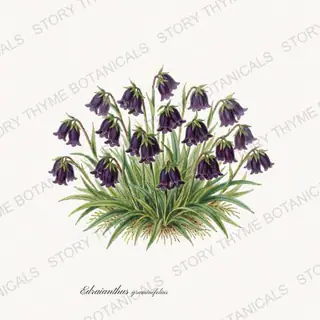 Grassy Bells — vintage botanical Alpine & Rock Garden print on a white background