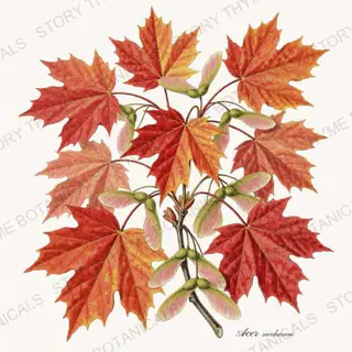 Sugar Maple — vintage botanical Autumn Foliage print on a white background