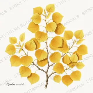 Aspen — vintage botanical Autumn Foliage print on a white background