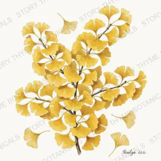 Ginkgo — vintage botanical Autumn Foliage print on a white background
