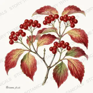 Dogwood — vintage botanical Autumn Foliage print on a white background