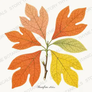 Sassafras — vintage botanical Autumn Foliage print on a white background