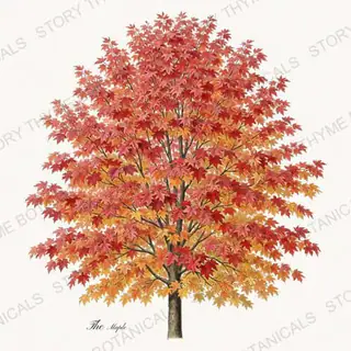 Maple Tree — vintage botanical Autumn Foliage print on a white background