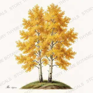 Aspen Pair — vintage botanical Autumn Foliage print on a white background