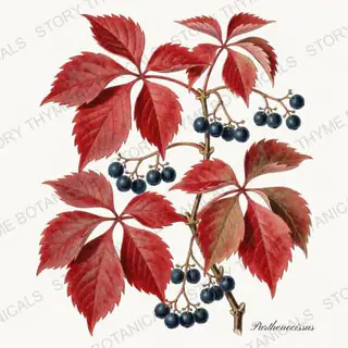 Virginia Creeper — vintage botanical Autumn Foliage print on a white background