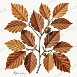 Beech — vintage botanical Autumn Foliage print on a white background