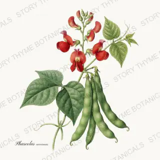 Scarlet Runner — vintage botanical Beans & Legumes print on a white background