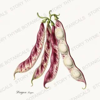 Dragon Tongue — vintage botanical Beans & Legumes print on a white background