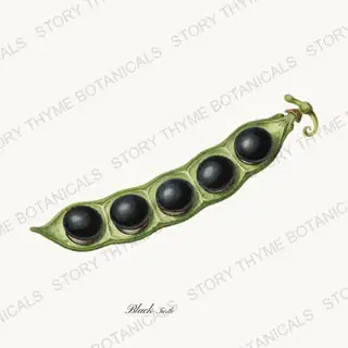 Black Turtle — vintage botanical Beans & Legumes print on a white background