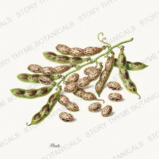 Pinto — vintage botanical Beans & Legumes print on a white background