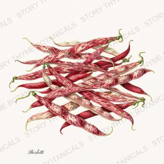 Borlotti — vintage botanical Beans & Legumes print on a white background