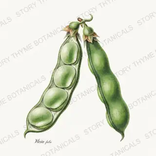 Fava — vintage botanical Beans & Legumes print on a white background