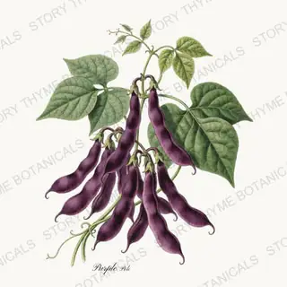 Purple Pole — vintage botanical Beans & Legumes print on a white background