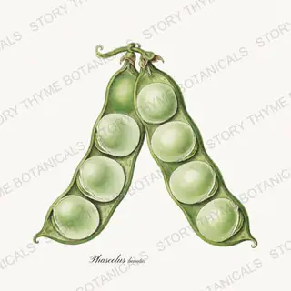 Lima — vintage botanical Beans & Legumes print on a white background