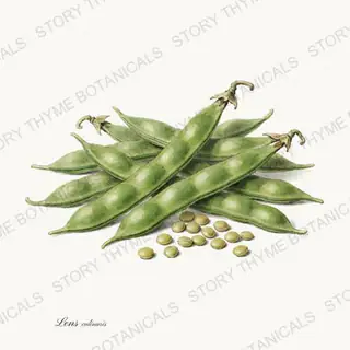 Lentil — vintage botanical Beans & Legumes print on a white background