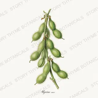 Soybean — vintage botanical Beans & Legumes print on a white background