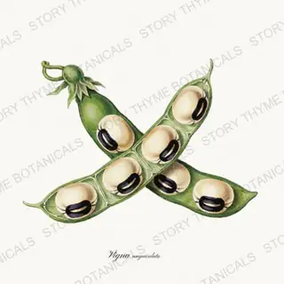 Black Eyed Pea — vintage botanical Beans & Legumes print on a white background
