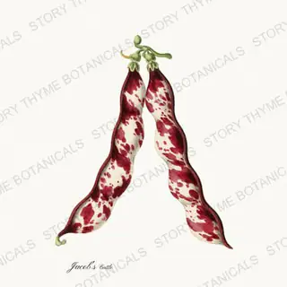 Jacobs Cattle — vintage botanical Beans & Legumes print on a white background