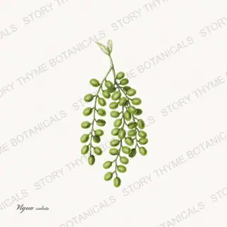 Mung — vintage botanical Beans & Legumes print on a white background
