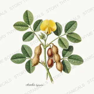 Peanut — vintage botanical Beans & Legumes print on a white background