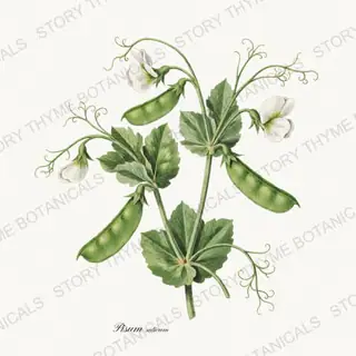 Snow Pea — vintage botanical Beans & Legumes print on a white background