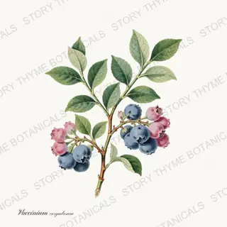 Blueberry — vintage botanical Berry Plants print on a white background