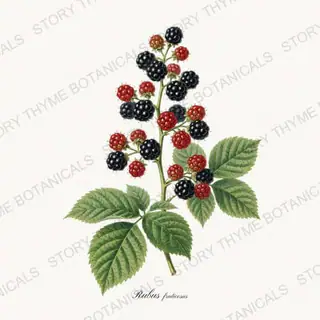 Blackberry — vintage botanical Berry Plants print on a white background