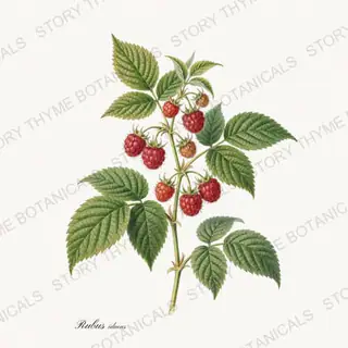 Raspberry — vintage botanical Berry Plants print on a white background