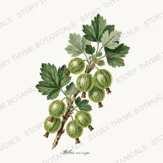 Gooseberry — vintage botanical Berry Plants print on a white background