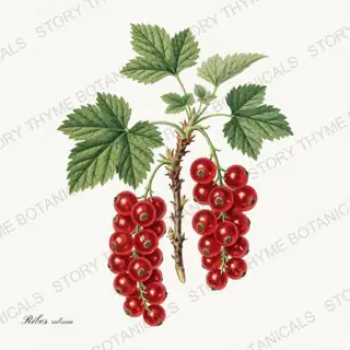 Red Currant — vintage botanical Berry Plants print on a white background