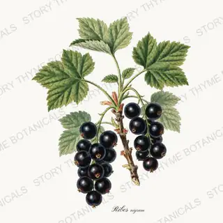 Black Currant — vintage botanical Berry Plants print on a white background