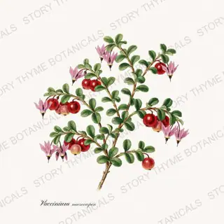 Cranberry — vintage botanical Berry Plants print on a white background
