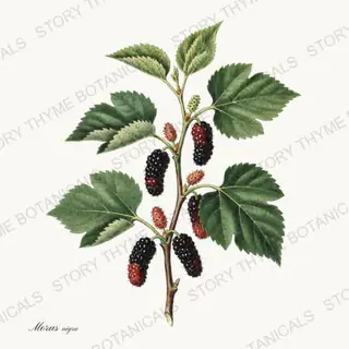 Mulberry — vintage botanical Berry Plants print on a white background