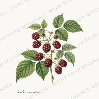Boysenberry — vintage botanical Berry Plants print on a white background