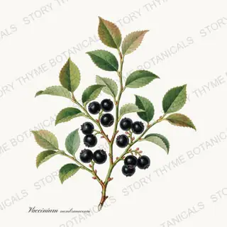Huckleberry — vintage botanical Berry Plants print on a white background