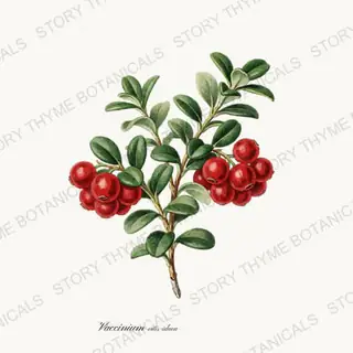 Lingonberry — vintage botanical Berry Plants print on a white background