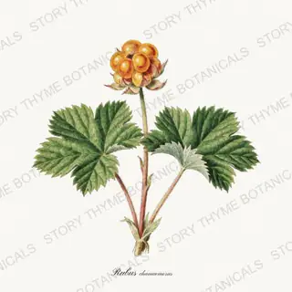 Cloudberry — vintage botanical Berry Plants print on a white background