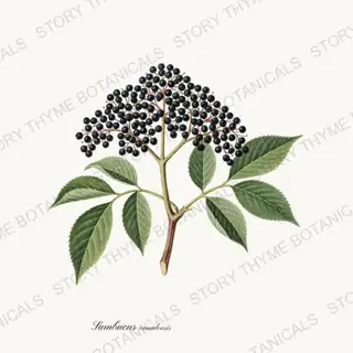 Elderberry — vintage botanical Berry Plants print on a white background