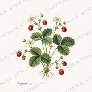 Wild Strawberry — vintage botanical Berry Plants print on a white background